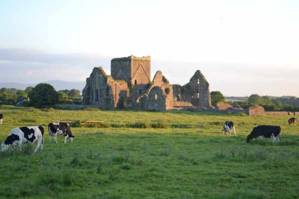 Cattle grazing at Rock of Cashel