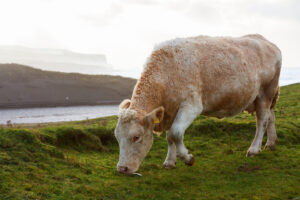 Cows Grazing In The Field On The West Coast Of Ireland.